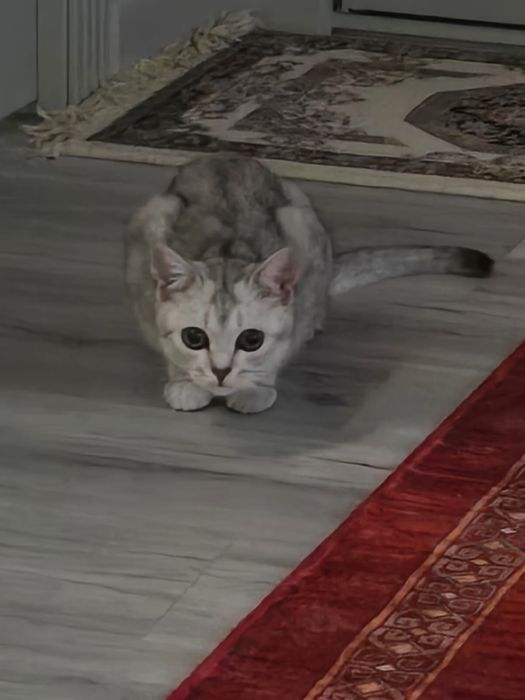 8 айлық мысық шин шилла