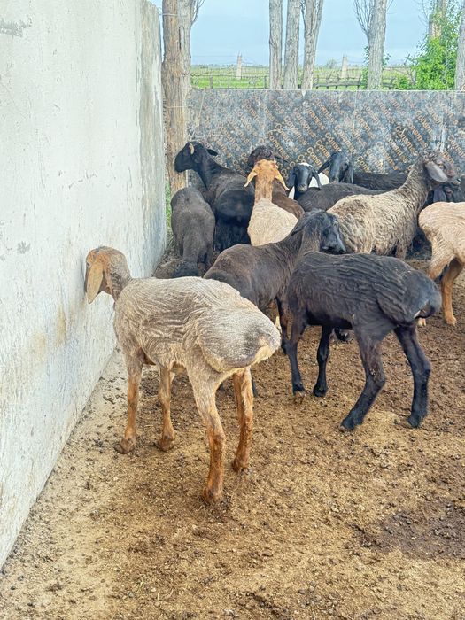 Тоқты еркек ұрғашы