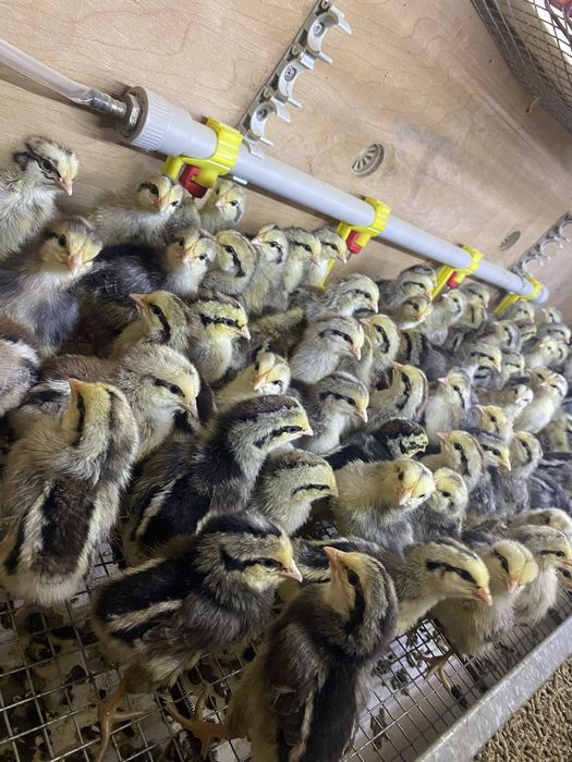 Цыплята борковская барвистая