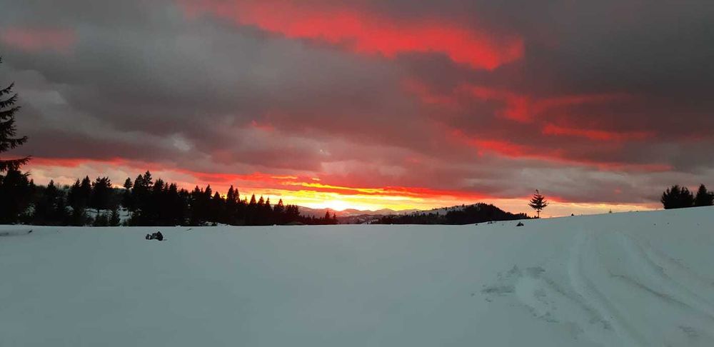 Vand teren 47.8 HA intravilan + extravilan Moisei/Viseu