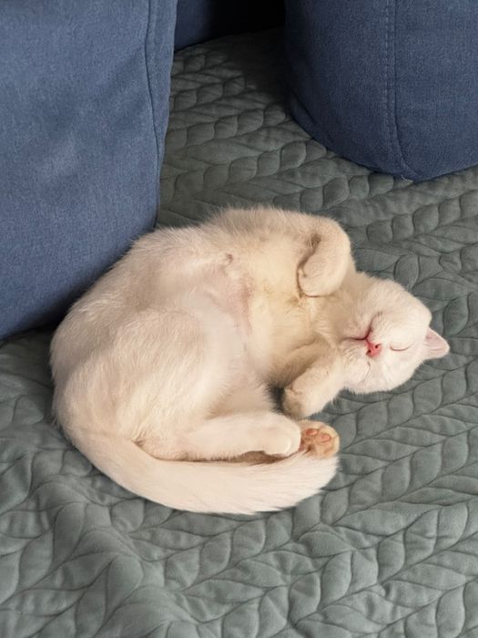 Отдам кота в добрые руки