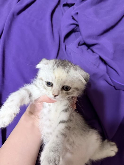 Котята скоттиш  фолд