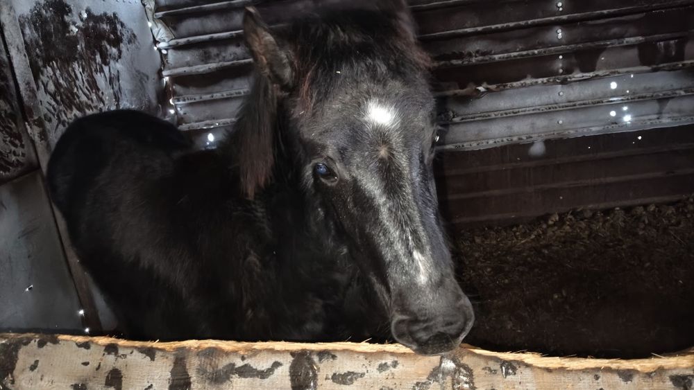 Продам жеребёнка Тая.