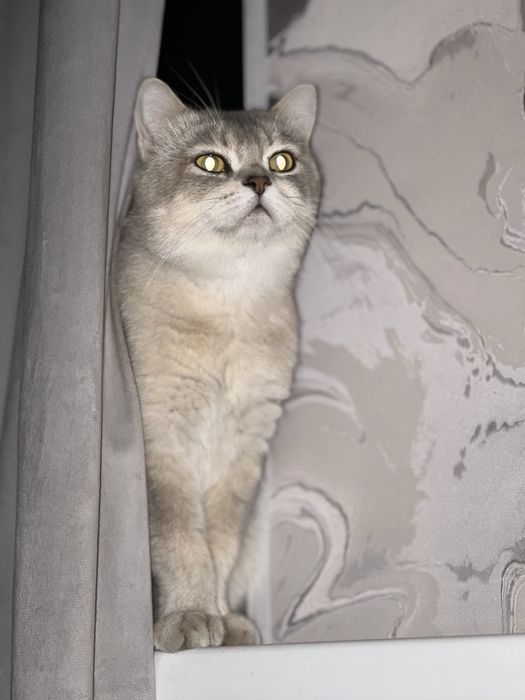 Голубая шиншилла на вязку