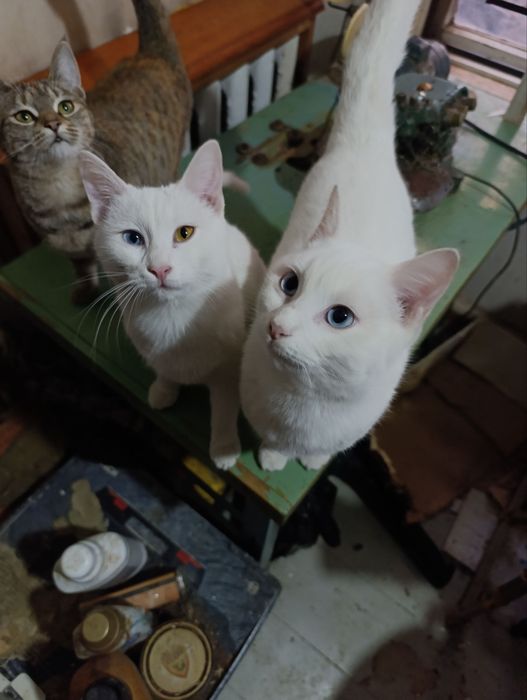 Бесплатно  даром