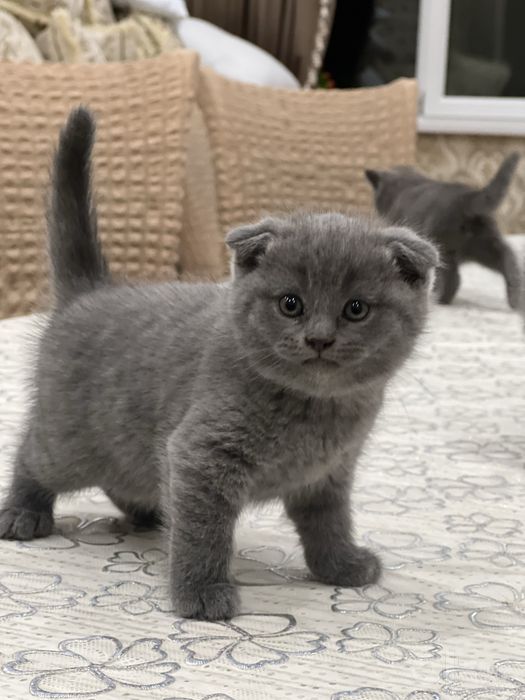 Скоттиш фолд британский