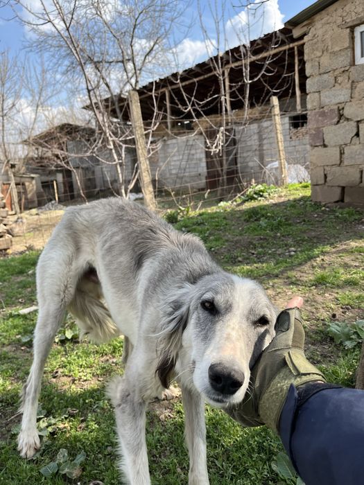 Тазы мощный