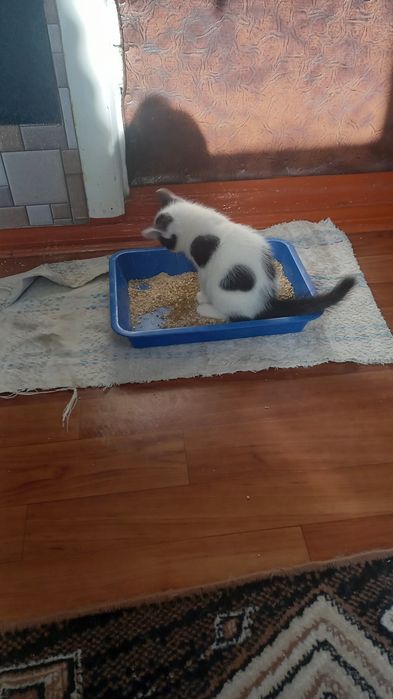 Отдаем домашних котят