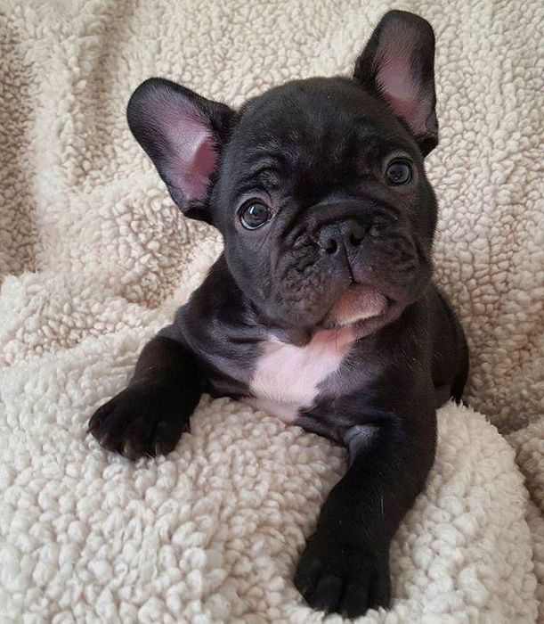 Bulldog francez femela