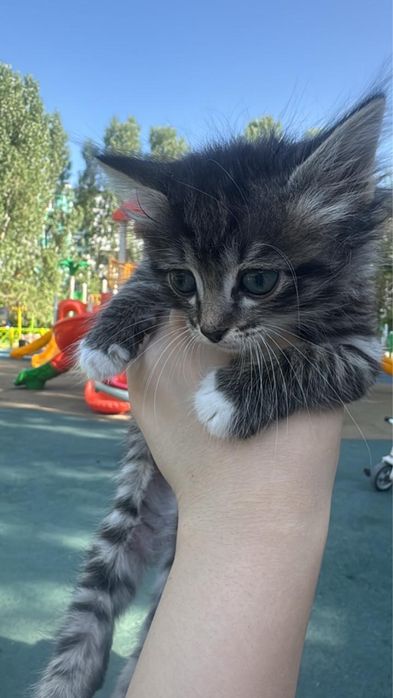 Котенок девочка,отдам в добрые руки