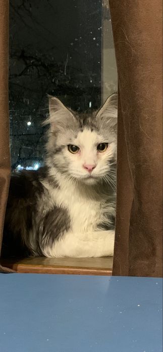 Мальчик мейнкун с родословной