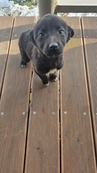 Отдам 2 щенков в хорошие руки