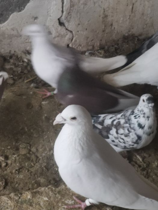 Porumbei Voiajori albi