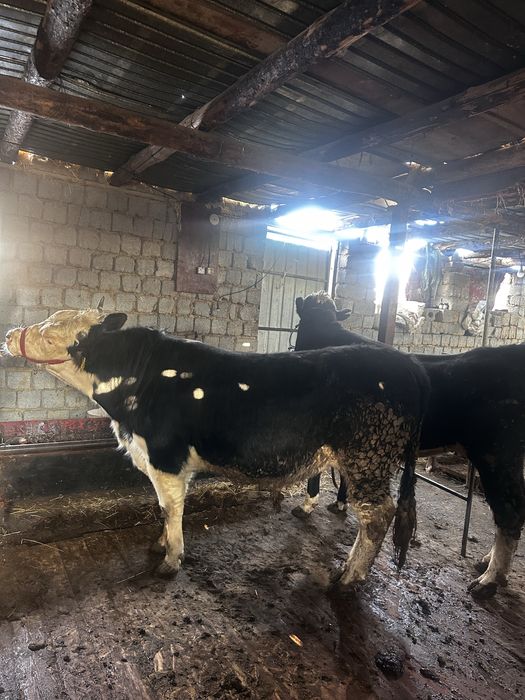 Бұққа  сатылады