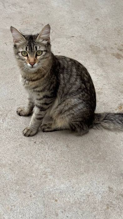 Кошка  только в добрые руки