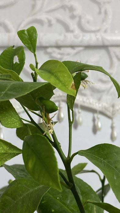 Лимонное дерево с плодами и бутонами