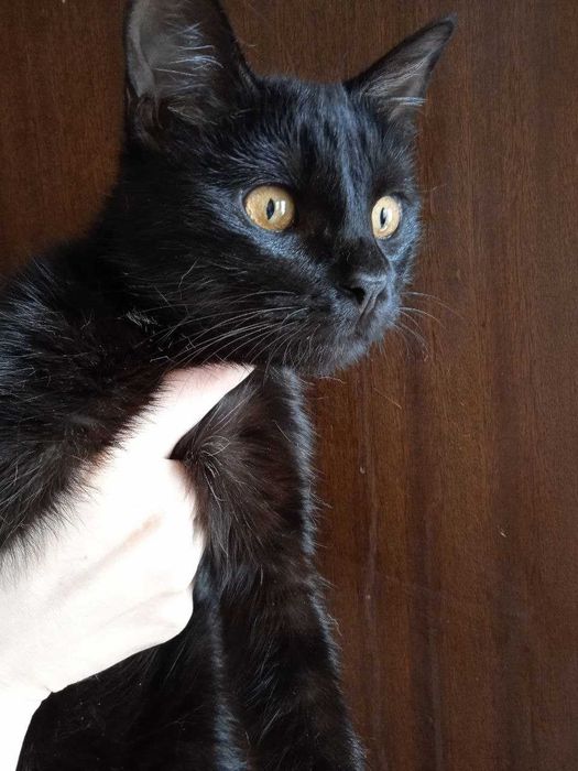 Кошка -Чернышка, 6 месяцев.