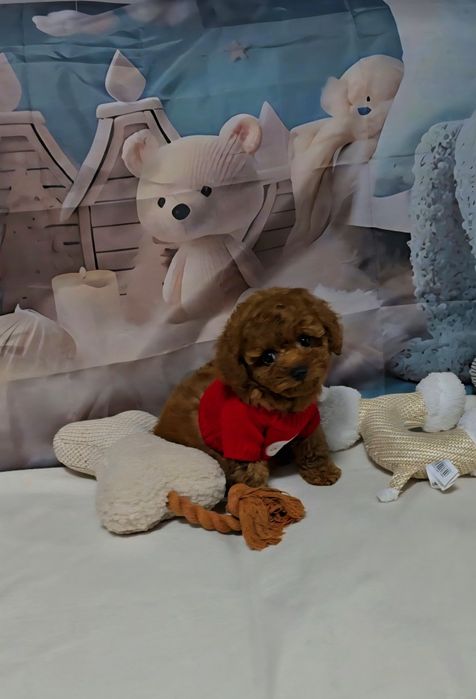 Пудел той с родословие  5 поколения назад