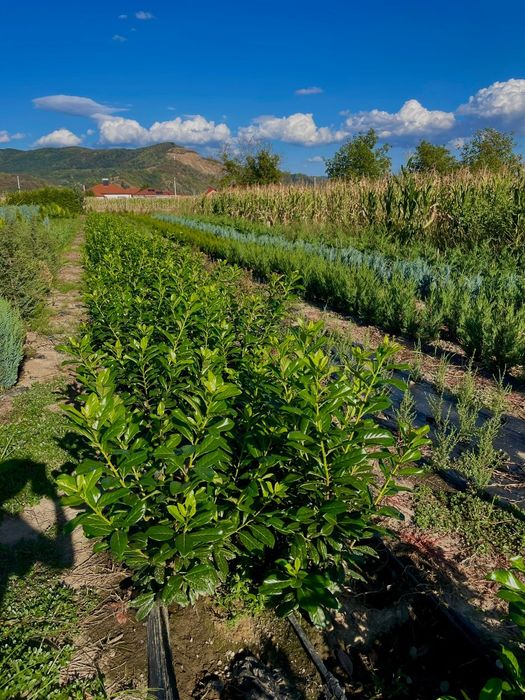 Leylandi/Laur/Photinia/Thuia