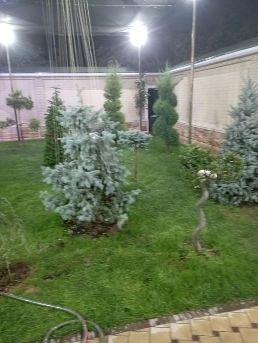 Archa kesish dorilash xizmati