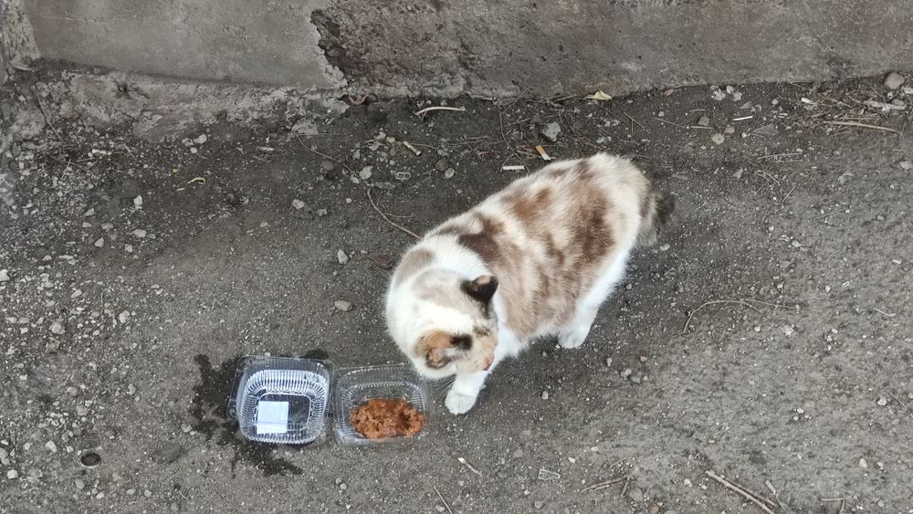 Потерялась кошка