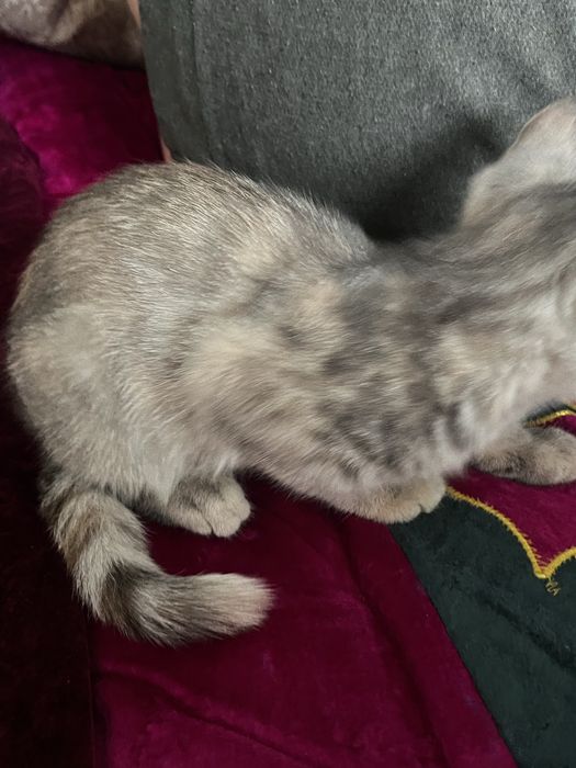 Котенок , 3 месяца