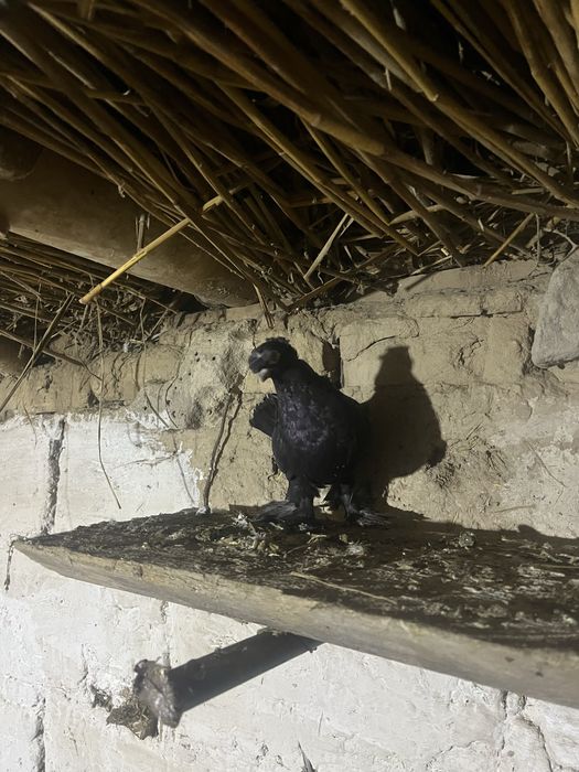 Голуби двух Чубы