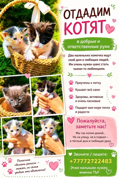 Котята в добрые руки