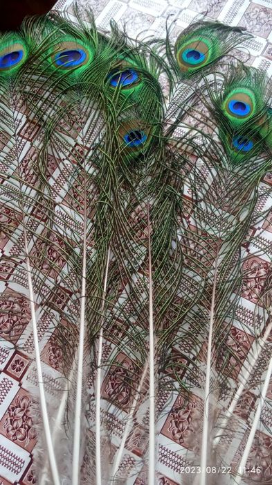 Продам перо павлина