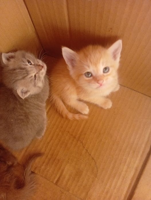Отдам месячных котята