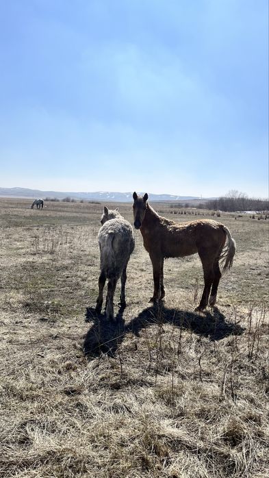 Тайлар сатылады.