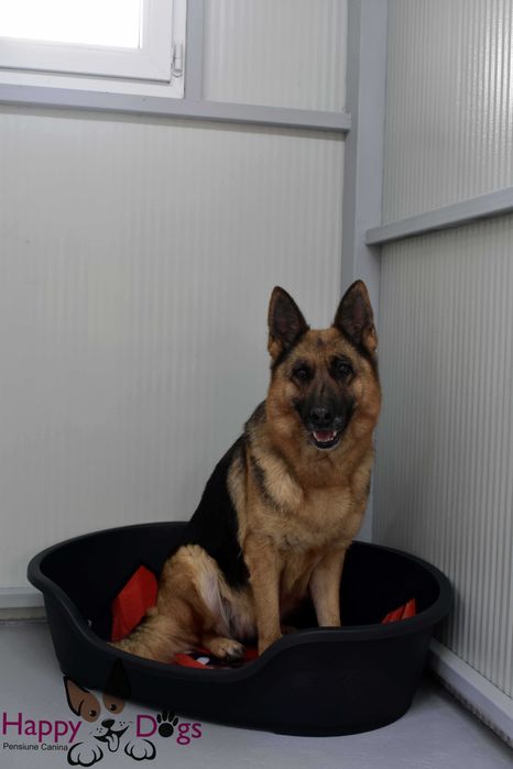 Kennel von Abgrund - Pet Sitting - Cazare Caini
