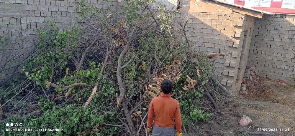 Daraxt utin sotiladi