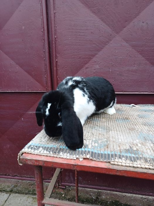 iepuri rasa berbec german