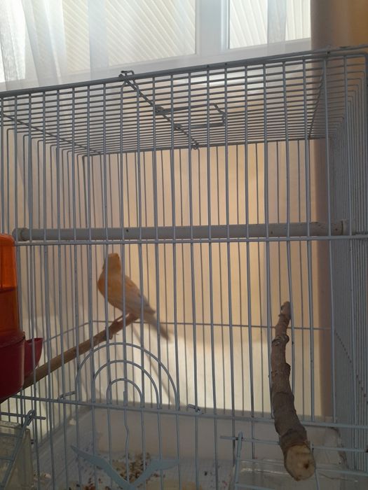 Продам канарейк молодые самсы