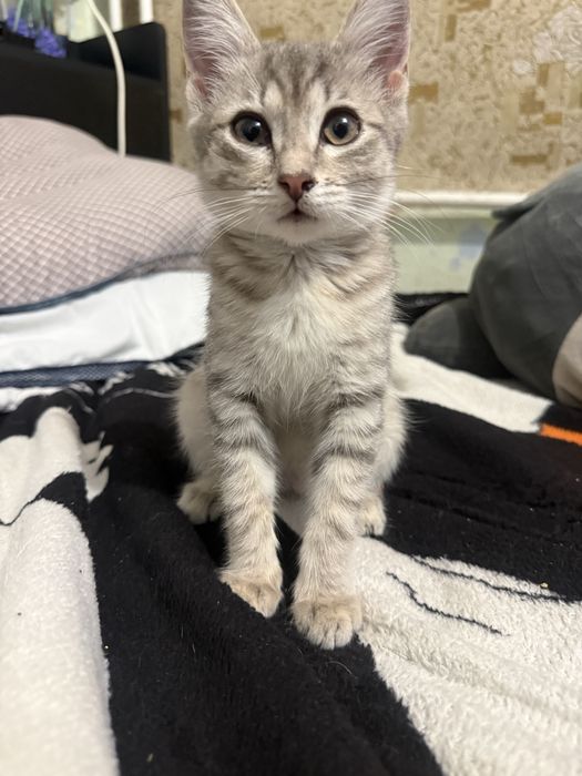 Котенок бесплатно