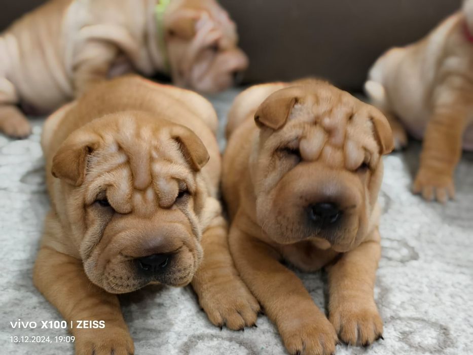 Продам щенков шарпея,рассрочка каспи