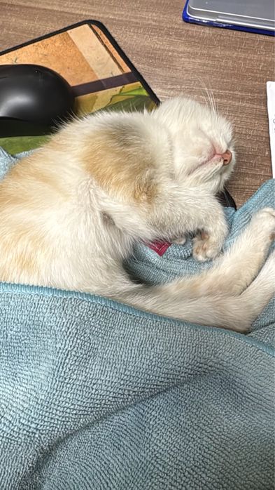 Отдам котенка в добрые руки