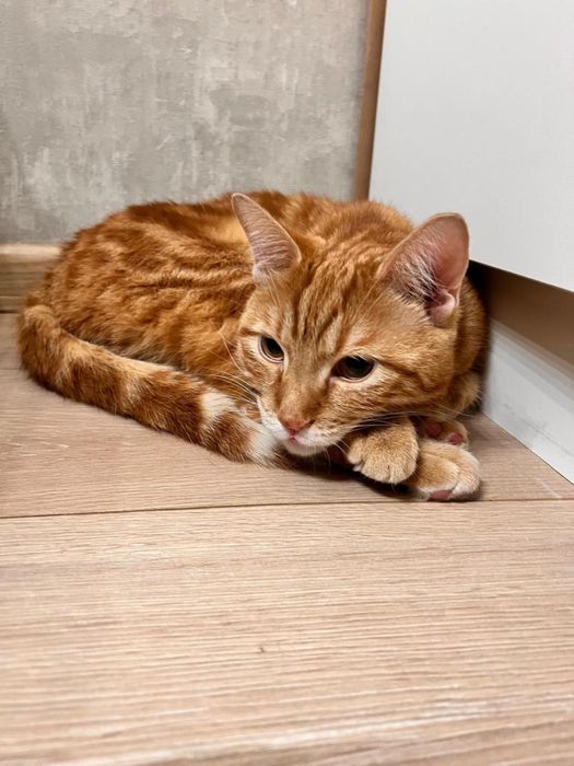 Отдам кота в добрые руки