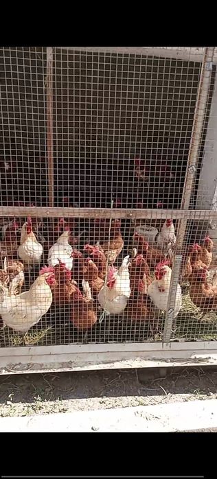 Assalomu Alekum tovuqlar sotiladi. 100 taga yaqin soni