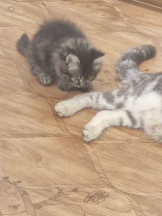 Продам красивых котят!
