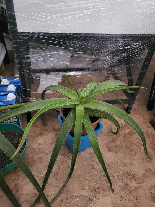 Алоэ лечебное, столетник от 1000 т .