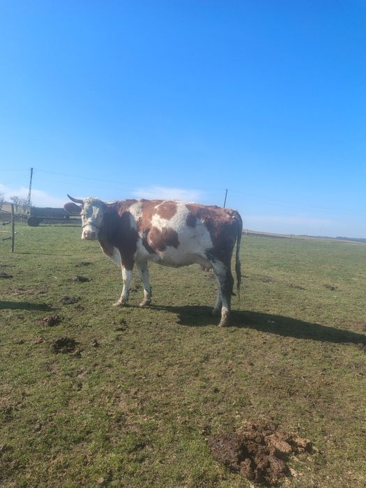 de vânzare vacă de 5 ani