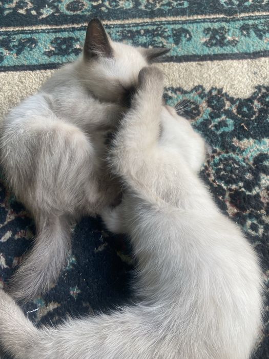 2 котят,мальчики.Даром