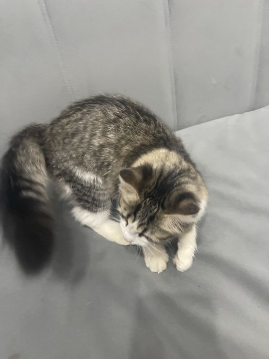 Отдам кошку бесплатно, в добрые руки