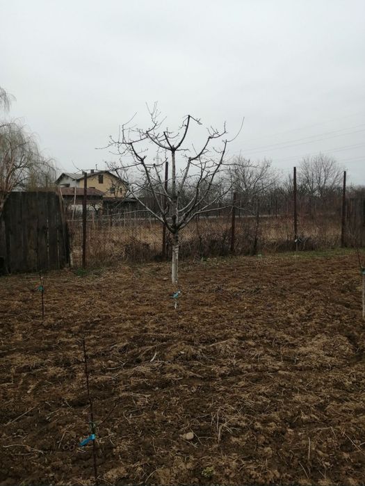 Toaletare pomi fructiferi Ploiesti