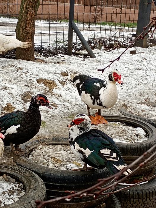 Familii de rațe leșești