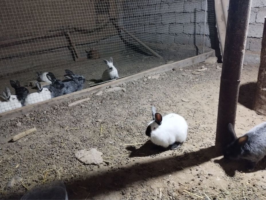 Қуйон калифорния хамда полтовской серебро