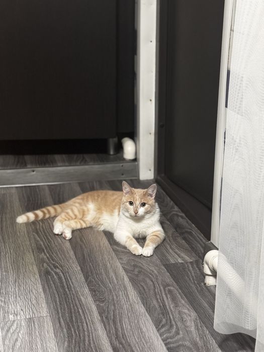 Отдам котика в добрые руки