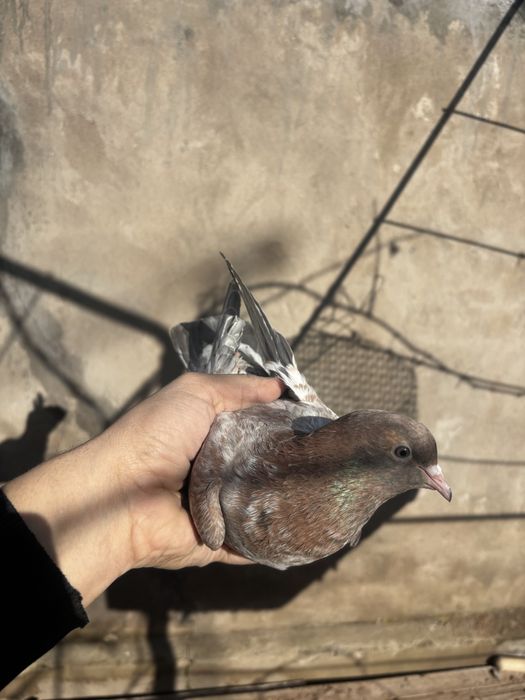 Голуби бакинц самка самец пара